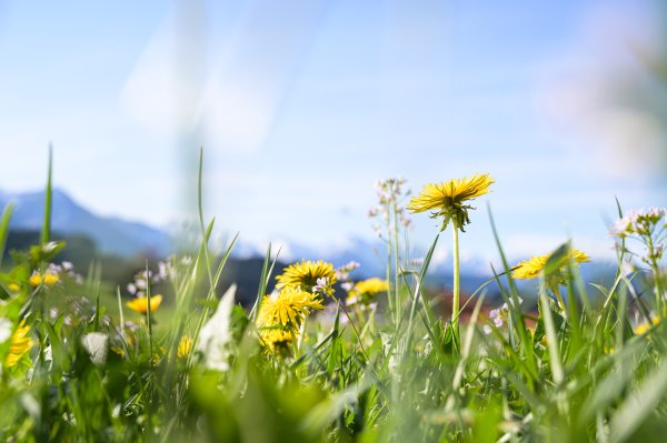 Löwenzahn Frühling Hörnerdörfer Allgäu