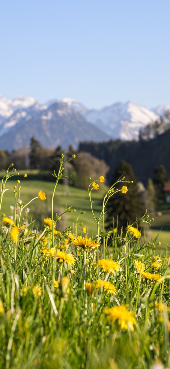 Fruehling Hörnerdörfer Allgäu