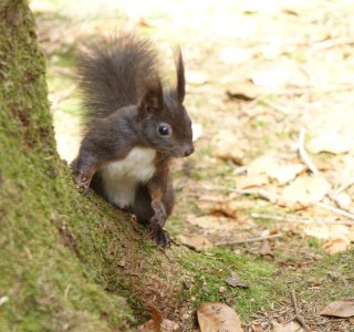 Eichhoernchen-wald-familie-fischen-hoernerdoerfer-