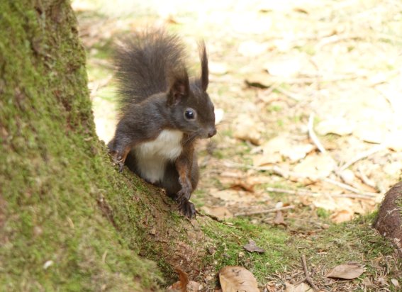 Eichhoernchen-wald-familie-fischen-hoernerdoerfer-