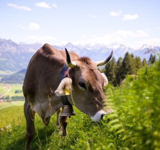 Kuh-wiese-hoernerdoerfer-allgaeu