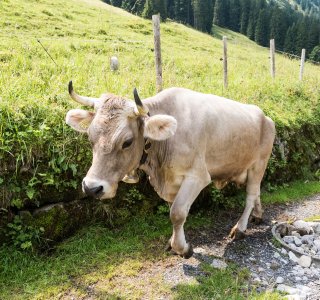 Kuh-hoernerdoerfer-allgaeu