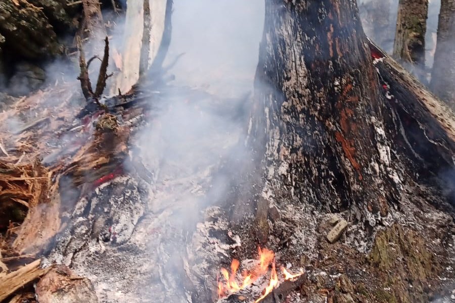Ein Baumstumpf ist im Wald von Rauch umhüllt, während Flammen die Rinde versengen und die Umgebung bedrohen.