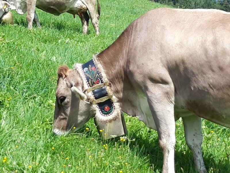 Glückliche Kühe