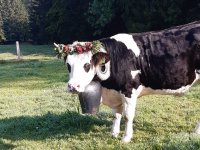 Glückliche Kühe