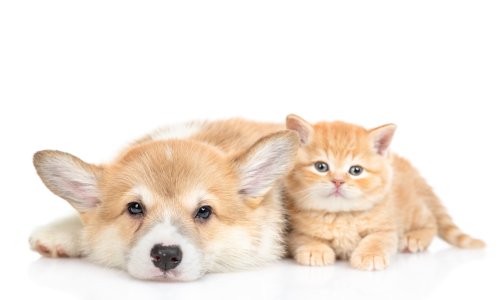 AdobeStock 316146137