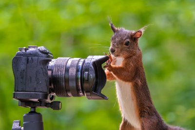 Frank Fischer Tierfotografie 2 KeyVisual