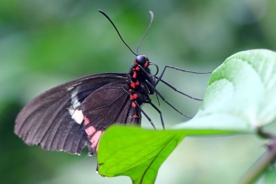 Schmetterling