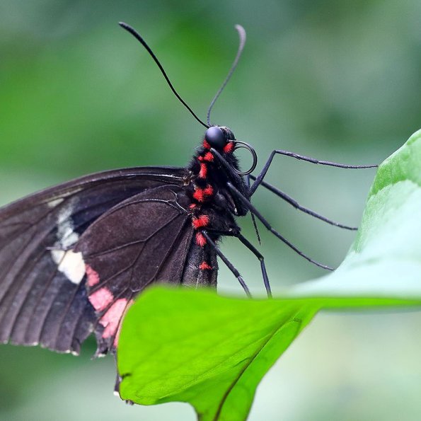 Schmetterling