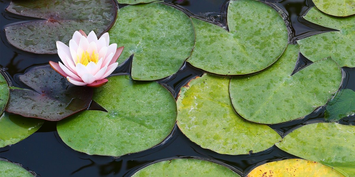 Seerose