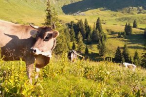 Blick zur Alpe Schlappold