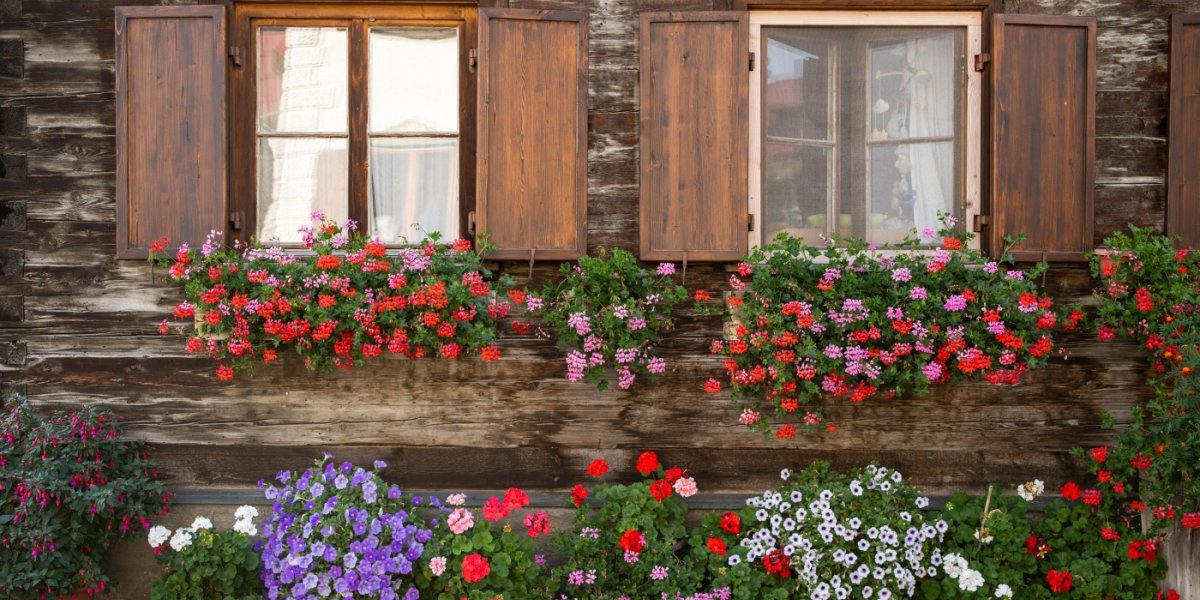 üppige Blumenpracht