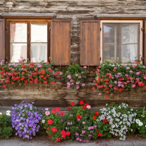 üppige Blumenpracht