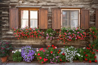 üppige Blumenpracht