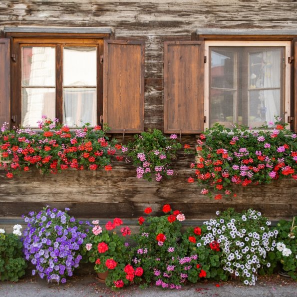 üppige Blumenpracht