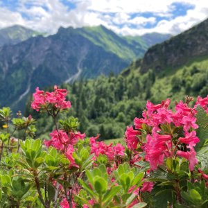 Marina Gabler Rhododendron hirsutum
