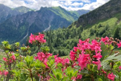 Marina Gabler Rhododendron hirsutum
