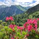 Marina Gabler Rhododendron hirsutum