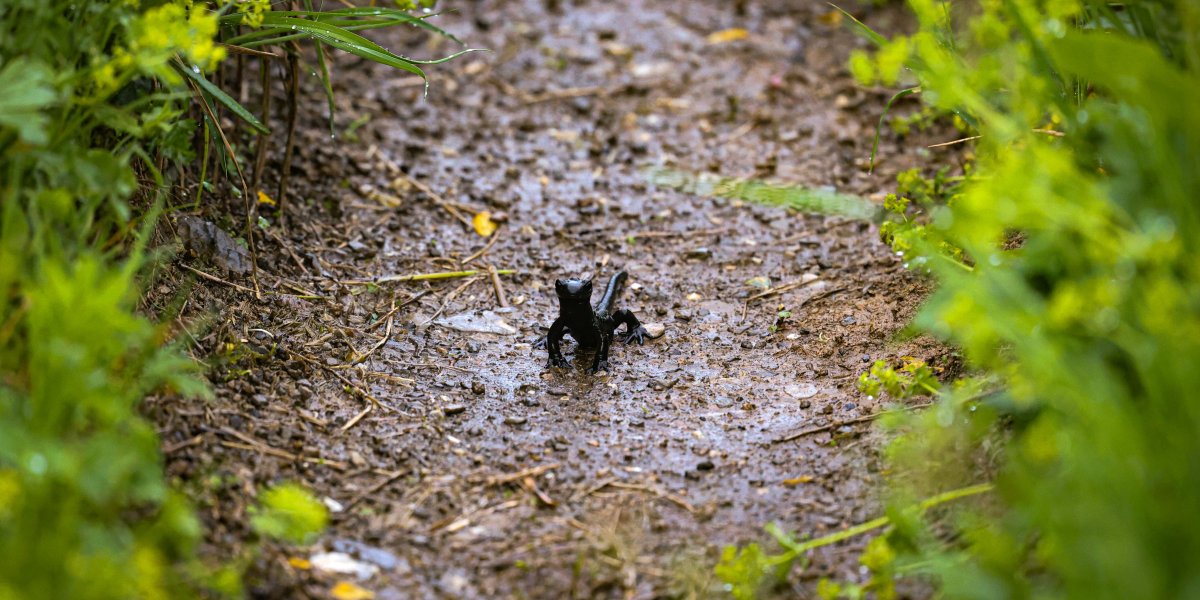 Alpensalamander Alexander Haibel