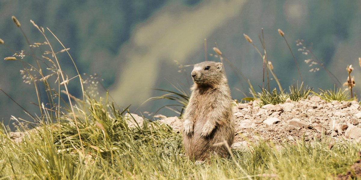 Murmeltier Alexander Haibel