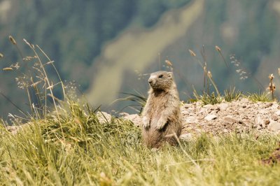 Murmeltier Alexander Haibel