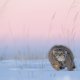 Beate Oswald „ Meine Tierischen Abenteuer “ - Mongolei