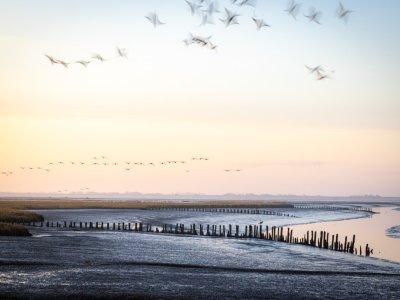 Morgenstimmung am Wasser