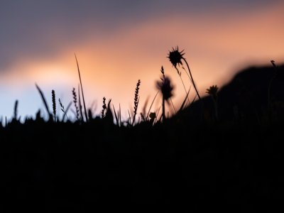 Blumen im Fokus