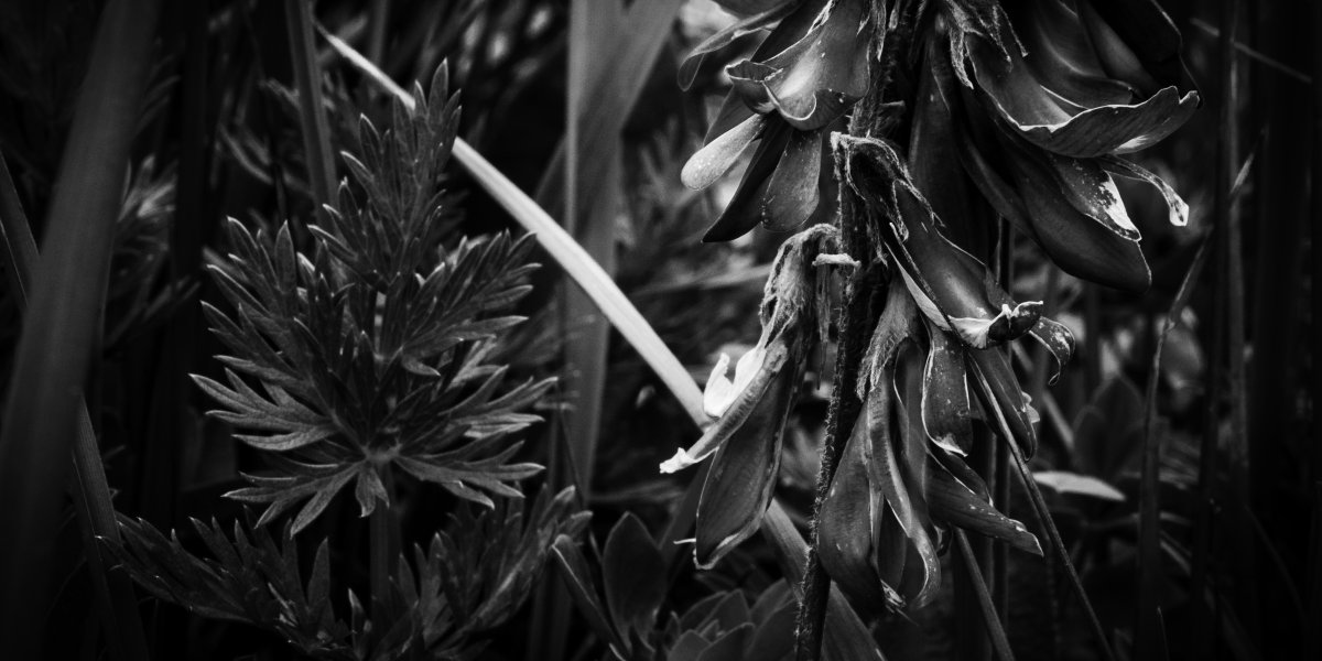 © Shari Reiling/ Leica Akademie Workshop Fotografische Formenwelten nach Karl Blossfeldt