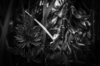 Workshop Fotografische Formenwelten nach Karl Blossfeldt