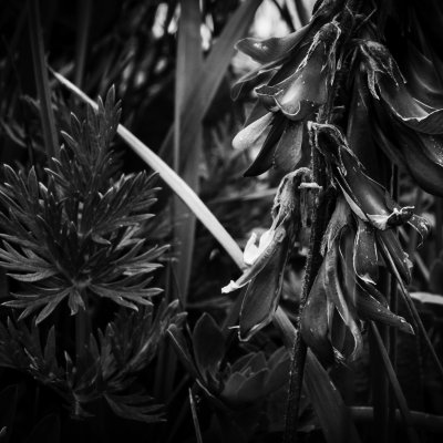 © Shari Reiling/ Leica Akademie Workshop Fotografische Formenwelten nach Karl Blossfeldt