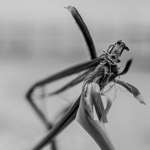 Oberstdorf Lichtriesen-Al-1
