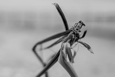 Oberstdorf Lichtriesen-Al-1