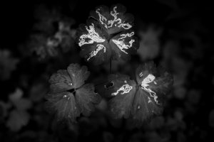 SB-SW-HC-OBERSTDORF-04