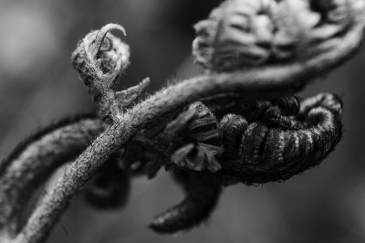 Fotografische Formenwelten nach Karl Blossfeldt