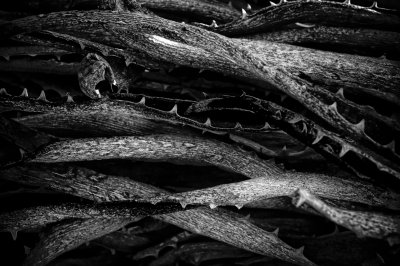 Fotografische Formenwelten nach Karl Blossfeldt