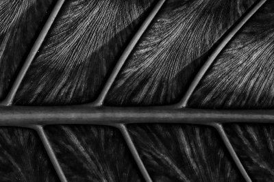 Fotografische Formenwelten nach Karl Blossfeldt