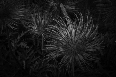 Fotografische Formenwelten nach Karl Blossfeldt