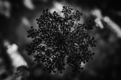 Fotografische Formenwelten nach Karl Blossfeldt