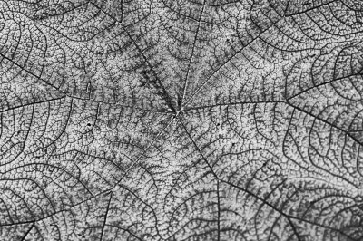 Fotografische Formenwelten nach Karl Blossfeldt