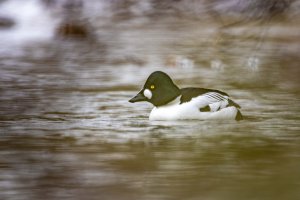 Workshop Christlessee