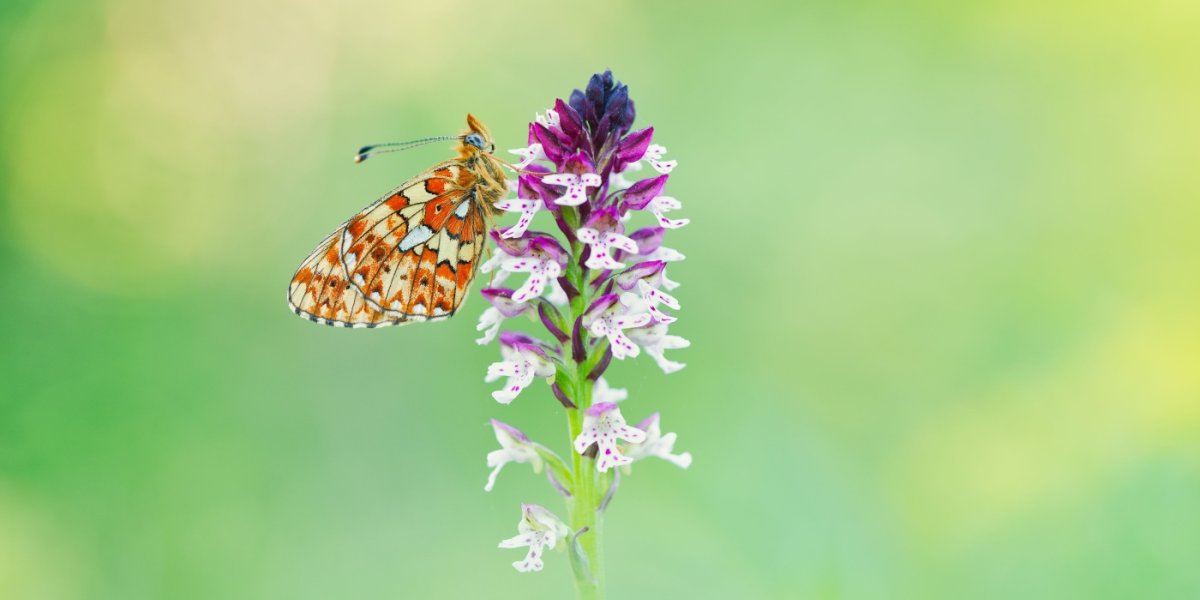Workshop Alpenblumen