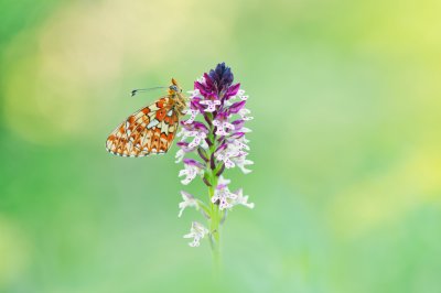Workshop Alpenblumen