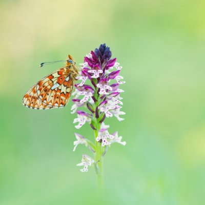Workshop Alpenblumen