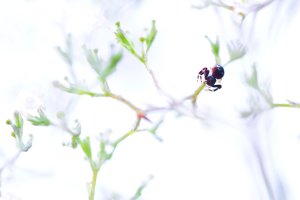 Workshop Alpenblumen