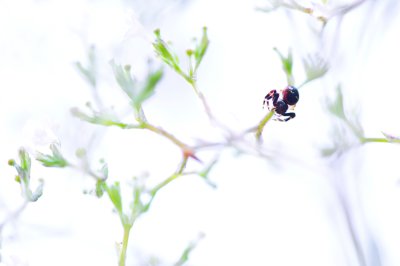 Workshop Alpenblumen