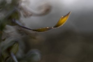 Workshop Alpenblumen