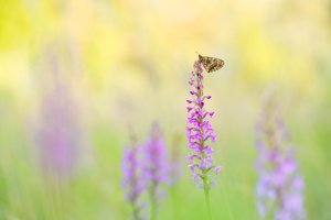 Workshop Alpenblumen