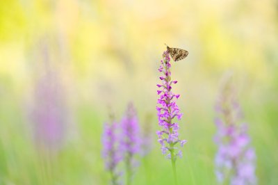 Workshop Alpenblumen