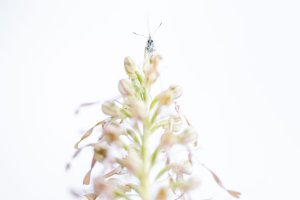 Workshop Alpenblumen